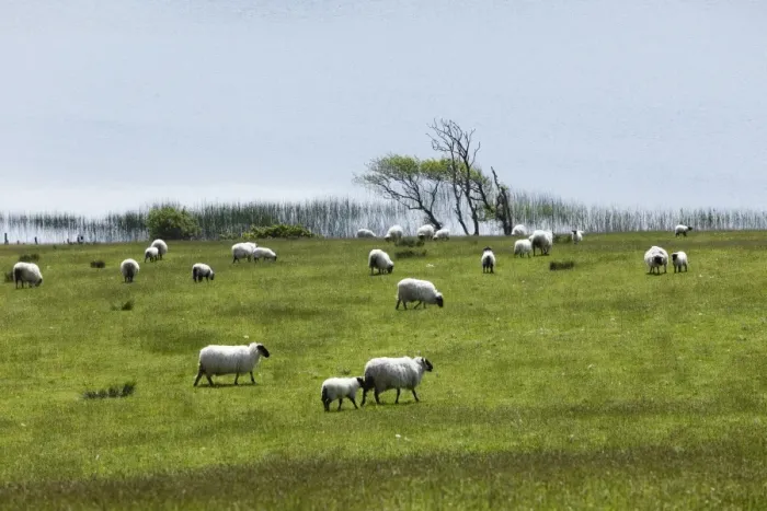 Framed Print : Flock of sheep on pasture, Ballynakill Lake, Connemara, County Galway, Republic of Ireland, Europe