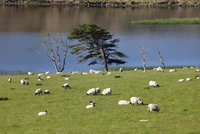 Framed Print : Flock of sheep on pasture, Ballynakill Lake, Connemara, County Galway, Republic of Ireland, Europe Framed Print : Flock of sheep on pasture, Ballynakill Lake, Connemara, County Galway, Republic of Ireland, Europe