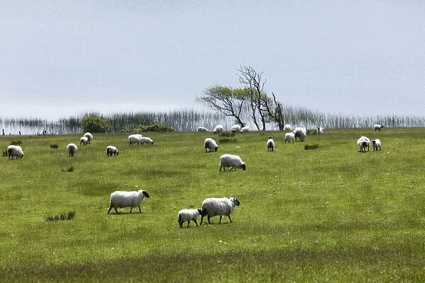Flock of sheep on pasture, Ballynakill Lake, Connemara, County Galway, Republic of Ireland, Europe