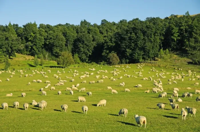 Framed Print : Flock of sheep in the Southern Alps, South Island, New Zealand Framed Print : Flock of sheep in the Southern Alps, South Island, New Zealand