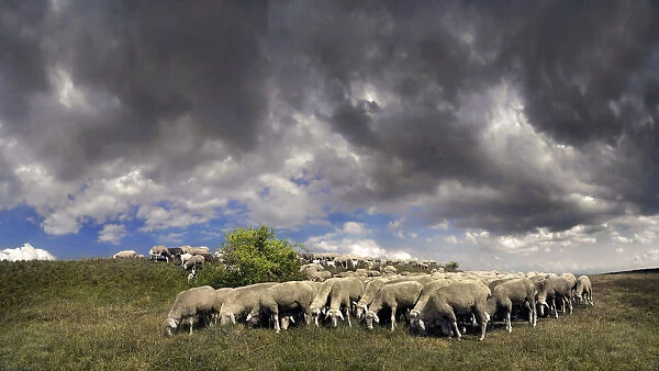 Flock of sheep with storm clouds in the Altmuehltal nature park near Obereichstaett, Bavaria, Germany, Europe