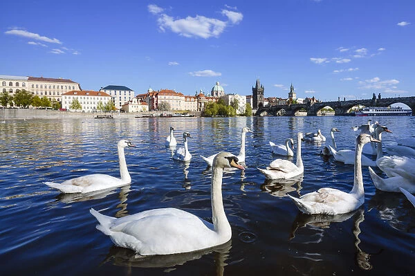 Flock of swans in Vltava River with Charles Bridge at the background, Prague, Czech Republic