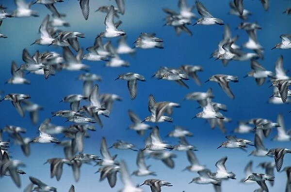 Flock of western sandpipers migrating to breed in Arctic