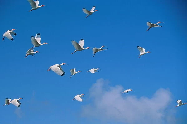 Flock of white ibis in flight