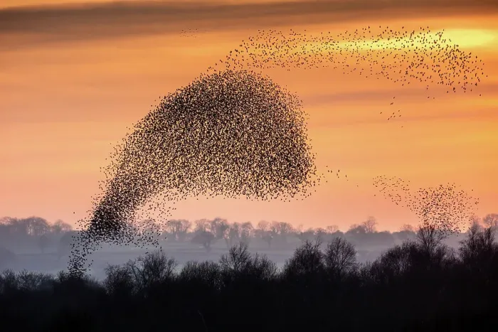Framed Print : Flocks (murmurations) Of Starlings; (Species: Sturnus vulgaris; Family: Sturnidae; Order: Passeriformes) Framed Print : Flocks (murmurations) Of Starlings; (Species: Sturnus vulgaris; Family: Sturnidae; Order: Passeriformes)