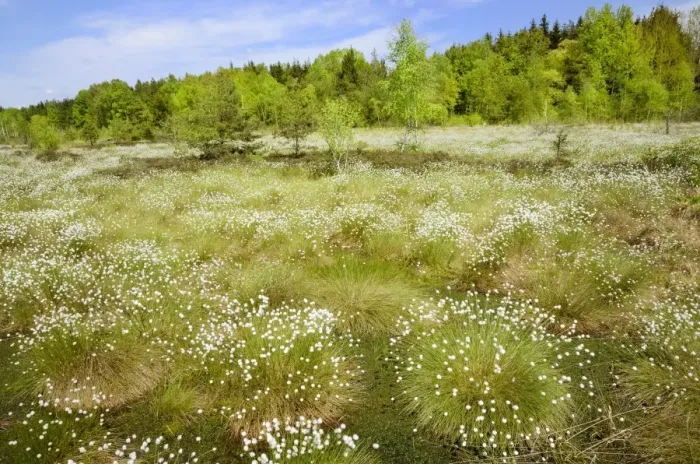Framed Print : Flooded bog with blooming Hare s-tail Cottongrass, Tussock Cottongrass or Sheathed Cottonsedge -Eriophorum vaginatum- in the siltation ponds with Peat Moss -Sphagnum sp. -, Grundbeckenmoor marsh near Rosenheim, Inntal, Voralpenland, Raubling, Upper Framed Print : Flooded bog with blooming Hare s-tail Cottongrass, Tussock Cottongrass or Sheathed Cottonsedge -Eriophorum vaginatum- in the siltation ponds with Peat Moss -Sphagnum sp. -, Grundbeckenmoor marsh near Rosenheim, Inntal, Voralpenland, Raubling, Upper