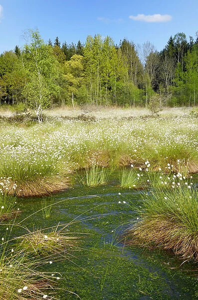 Flooded bog with blooming Hare s-tail Cottongrass, Tussock Cottongrass or Sheathed Cottonsedge -Eriophorum vaginatum- in the siltation ponds with Peat Moss -Sphagnum sp. -, Grundbeckenmoor marsh near Rosenheim, Inntal, Voralpenland, Raubling, Upper