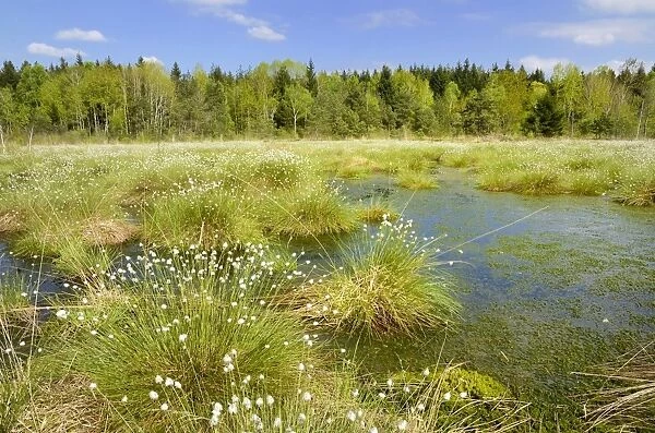 Flooded bog with blooming Hare s-tail Cottongrass, Tussock Cottongrass or Sheathed Cottonsedge -Eriophorum vaginatum- in the siltation ponds with Peat Moss -Sphagnum sp. -, Grundbeckenmoor marsh near Rosenheim, Inntal, Voralpenland, Raubling, Upper