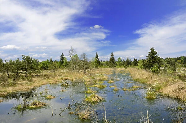 Flooded bog with Peat Moss -Sphagnum sp. - and dead pines, Grundbeckenmoor marsh near Rosenheim, Inntal, Voralpenland, Raubling, Upper Bavaria, Bavaria, Germany