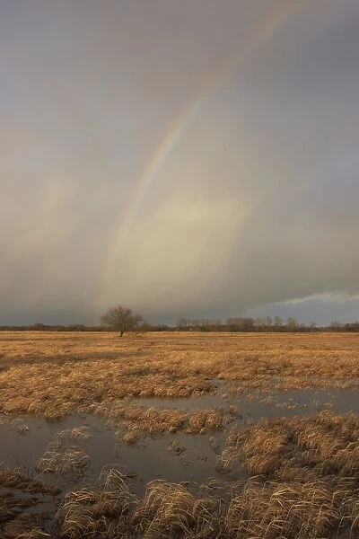 Flooded meadows with rainbow, Wuemmewiesen nature reserve, Bremen, Germany, Europe