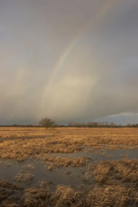 Framed Print : Flooded meadows with rainbow, Wuemmewiesen nature reserve, Bremen, Germany, Europe Framed Print : Flooded meadows with rainbow, Wuemmewiesen nature reserve, Bremen, Germany, Europe