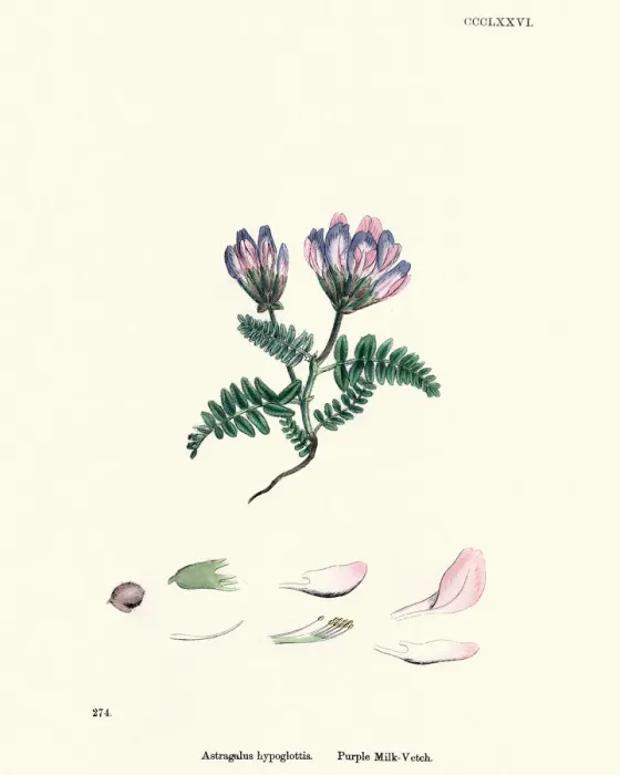 Framed Print : Flora, Astragalus agrestis, purple milkvetch