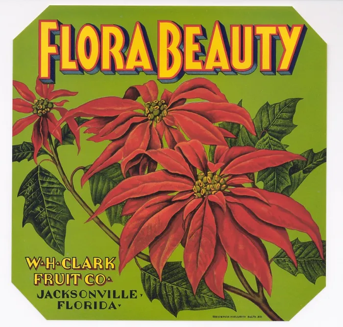 Framed Print : Flora Beauty Framed Print : Flora Beauty
