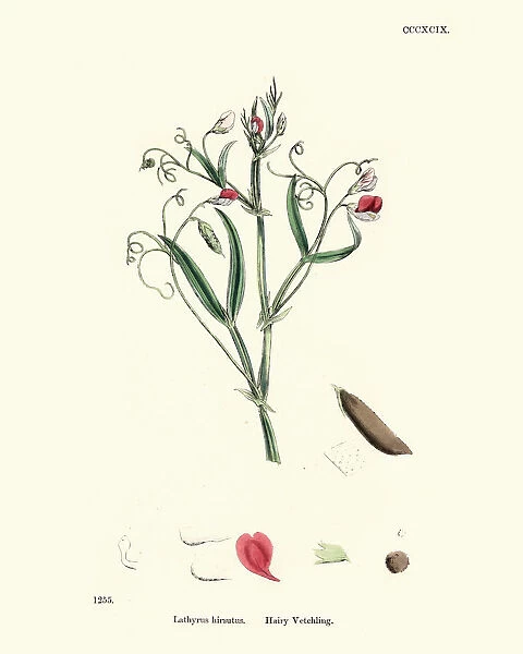 Flora, Lathyrus hirsutus, Caley pea, hairy vetchling