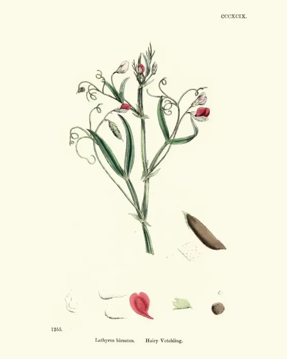 Framed Print : Flora, Lathyrus hirsutus, Caley pea, hairy vetchling Framed Print : Flora, Lathyrus hirsutus, Caley pea, hairy vetchling