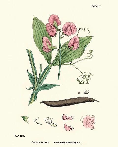 Flora, Lathyrus latifolius, perennial peavine, broad-leaved everlasting-pea