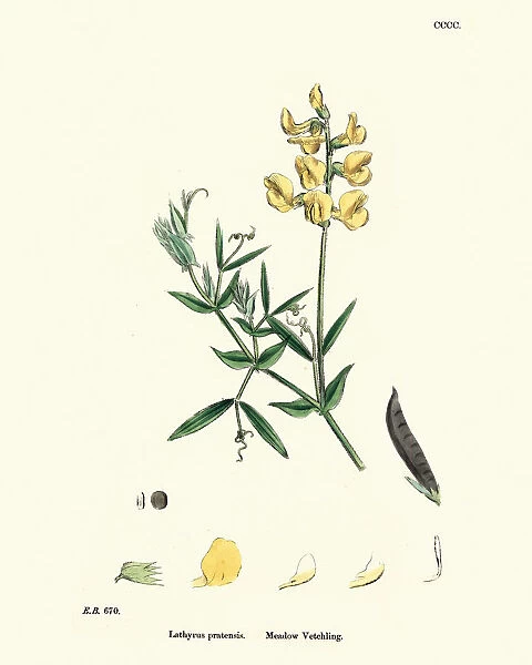 Flora, Lathyrus pratensis, meadow vetchling