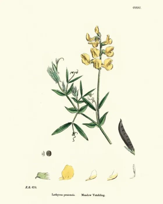 Framed Print : Flora, Lathyrus pratensis, meadow vetchling Framed Print : Flora, Lathyrus pratensis, meadow vetchling