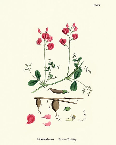 Flora, Lathyrus tuberosus, tuberous pea, tuberous vetchling