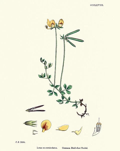 Flora, Lotus corniculatus, common bird s-foot trefoil