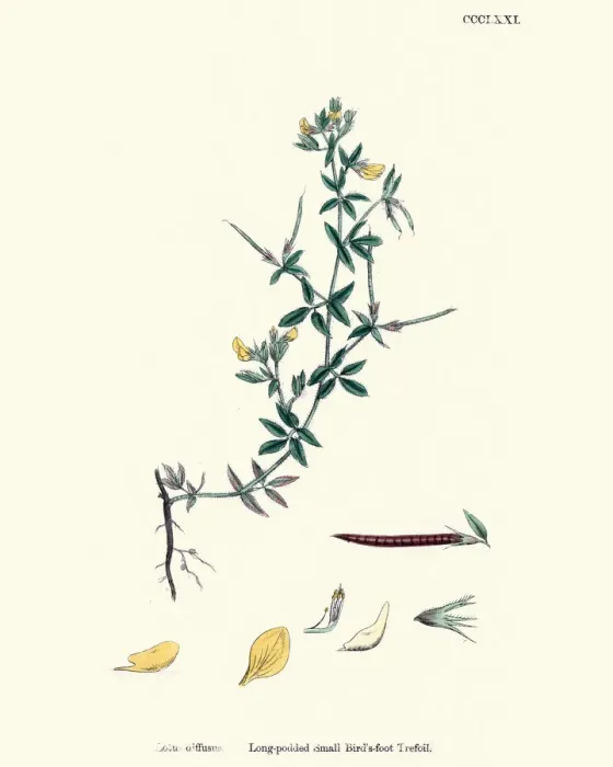 Framed Print : Flora, Lotus Diffusus; Long-Podded Small Bird s-Foot Trefoil