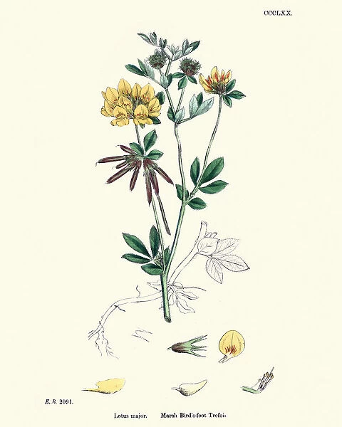 Flora, Lotus pedunculatus, marsh bird s-foot trefoil
