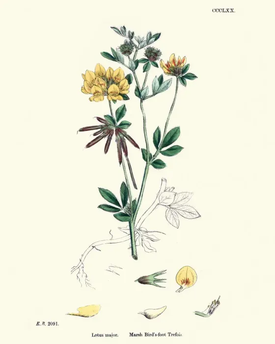 Framed Print : Flora, Lotus pedunculatus, marsh bird s-foot trefoil Framed Print : Flora, Lotus pedunculatus, marsh bird s-foot trefoil