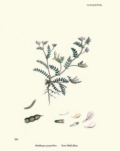 Flora, Ornithopus perpusillus, little white bird s-foot