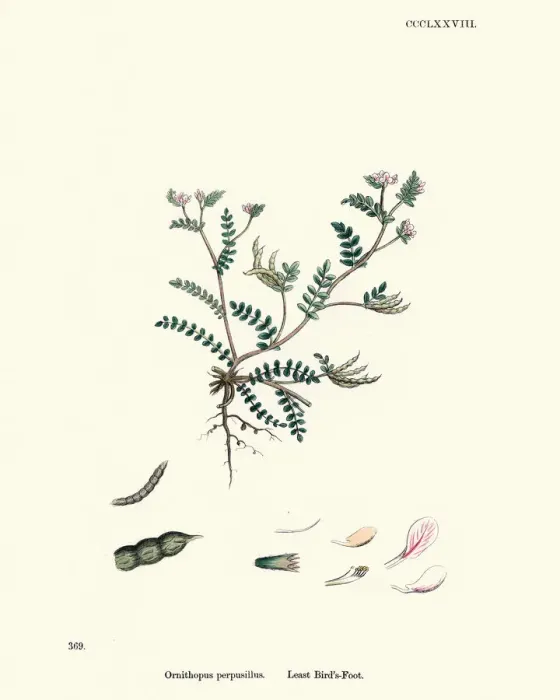 Framed Print : Flora, Ornithopus perpusillus, little white bird s-foot Framed Print : Flora, Ornithopus perpusillus, little white bird s-foot