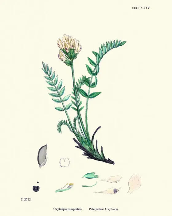 Framed Print : Flora, Oxytropis campestris Framed Print : Flora, Oxytropis campestris