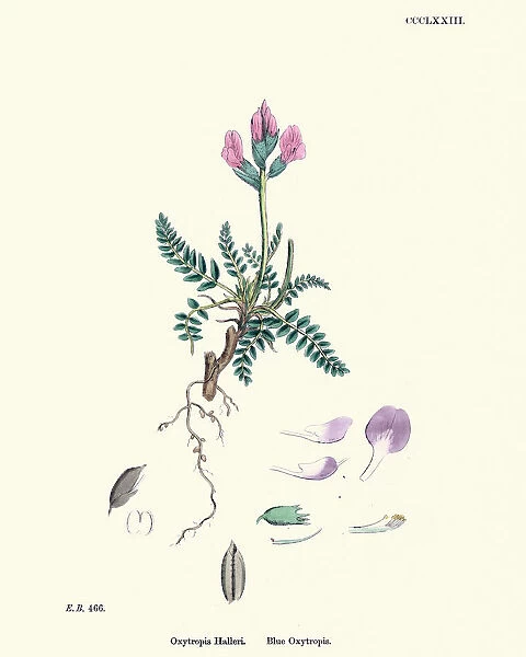 Flora, Oxytropis Halleri, Blue (or Purple) Oxytropis