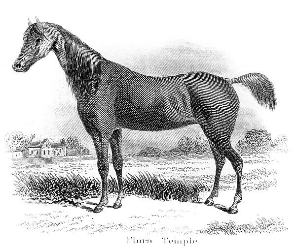Flora Temple horse engraving 1873