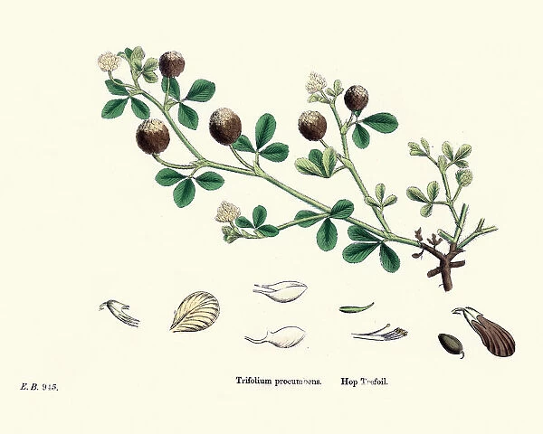 Flora, Trifolium campestre, hop trefoil