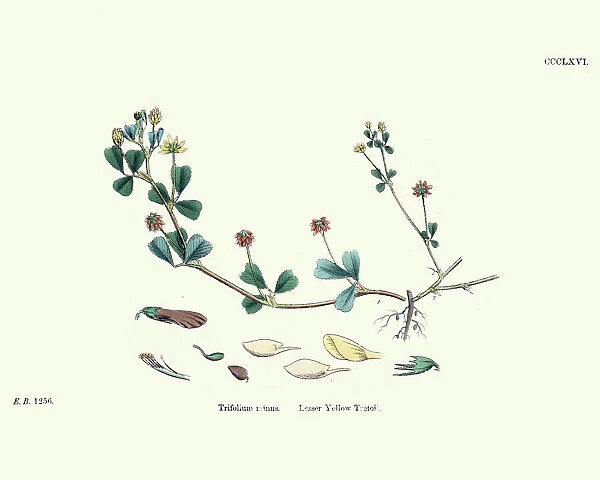 Flora, Trifolium dubium, lesser trefoil