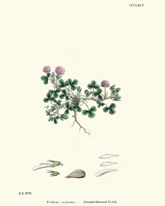 Framed Print : Flora, Trifolium Resupinatum Reversed-Flowered Trefoil Framed Print : Flora, Trifolium Resupinatum Reversed-Flowered Trefoil