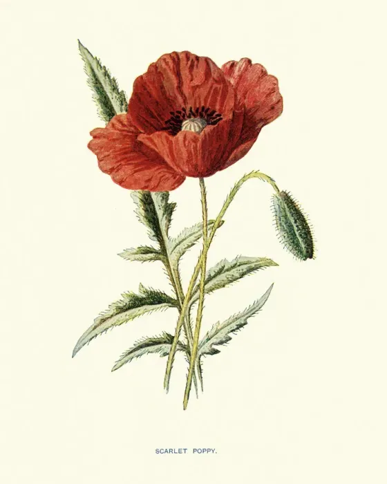 Framed Print : Flora, Wildflowers, Scarlet Poppy Framed Print : Flora, Wildflowers, Scarlet Poppy