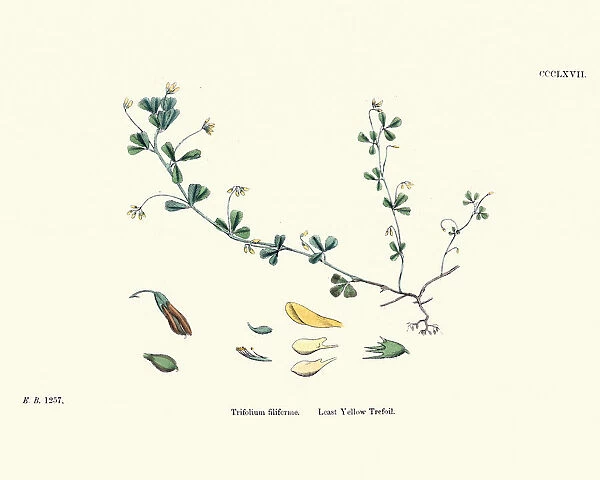 Flora, Least Yellow Trefoil, Trifolium filiforme