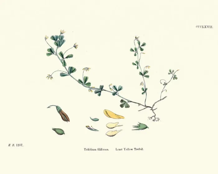Framed Print : Flora, Least Yellow Trefoil, Trifolium filiforme Framed Print : Flora, Least Yellow Trefoil, Trifolium filiforme