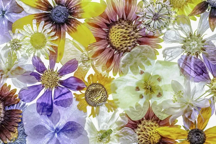 Framed Print : Floral fantasy