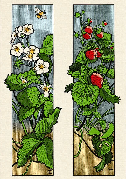 Floral ornament with strawberry fruit and blossom plant decorative art nouveau 1897