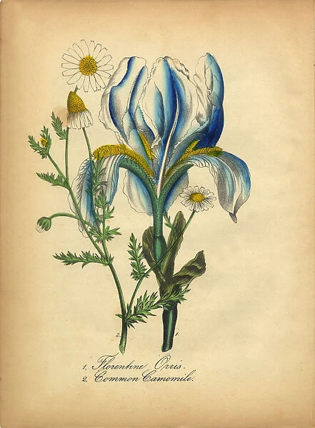 Florentine Orchid and Common Camomile Victorian Botanical Illustration