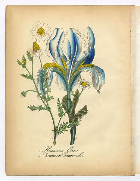 Florentine Orris or Iris Victorian Botanical Illustration
