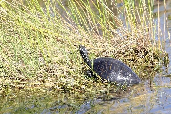 Florida redbelly turtle, Pseudemys nelsoni, sunning itself on a creek bank. Everglades National Park, Florida, USA. UNESCO World Heritage Site (Biosphere Reserve)