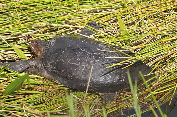 Florida softshell turtle, Apalone ferox, sunning itself on a creek bank. Everglades National Park, Florida, USA. UNESCO World Heritage Site (Biosphere Reserve)