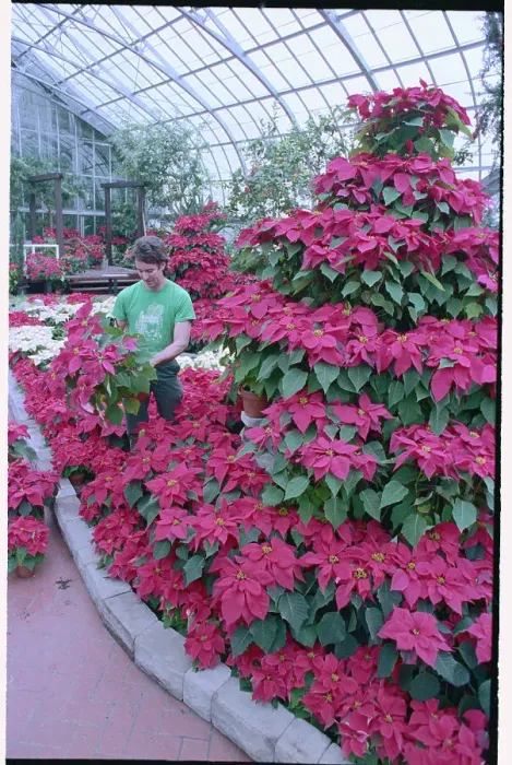 Framed Print : Florist Working on Poinsettia Display Framed Print : Florist Working on Poinsettia Display