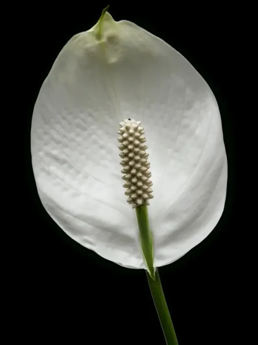 Framed Print : Flower Framed Print : Flower
