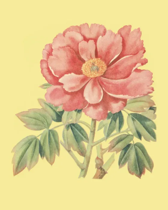 Framed Print : Flower Framed Print : Flower