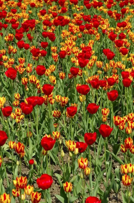 Framed Print : Flower bed with tulips of the Red Gorgette and Colour Spectacle varieties, Dutch tulips -Tulipa-