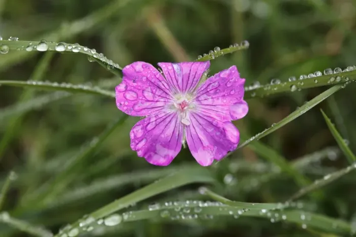 Framed Print : Flower of Bloody Cranesbill (Geranium sanguineum) with dew, Burren, Ireland, Europe Framed Print : Flower of Bloody Cranesbill (Geranium sanguineum) with dew, Burren, Ireland, Europe