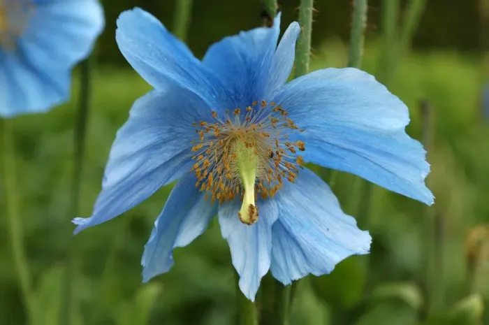 Framed Print : Flower of blue poppy -Meconopsis sheldonii- Framed Print : Flower of blue poppy -Meconopsis sheldonii-